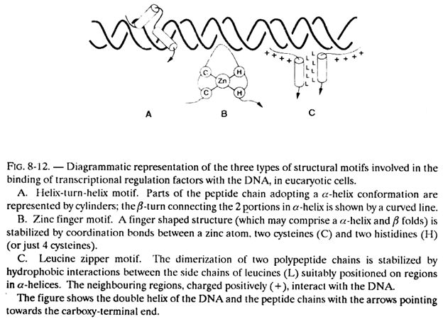 Three Types of Structural Motifs