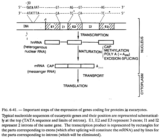 Important Steps of the Expression of Genes Coding from Proteins in Eucartyotes