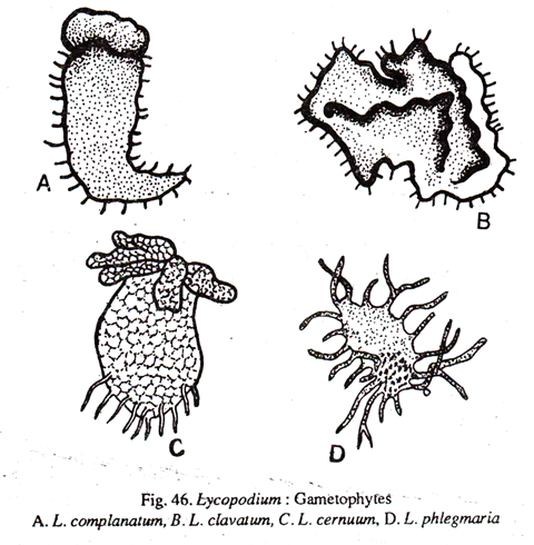 Lycopodium: Gametophytes