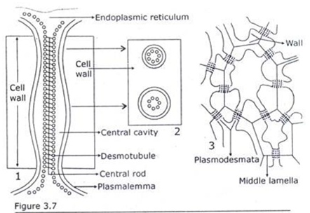 Plasmodesma between Adjoining Cell Walls