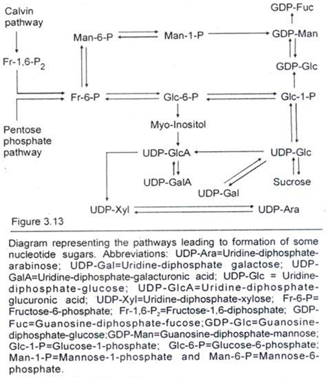 Pathways leading to formation of some Nucleotide Sugars