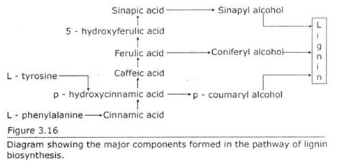 Major Components formed in the Pathway of Lignin Biosynthesis 