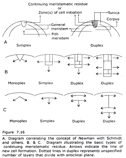 Concept of Newman with Schmidt and others and Basic Types of continuing Meristematic Residue