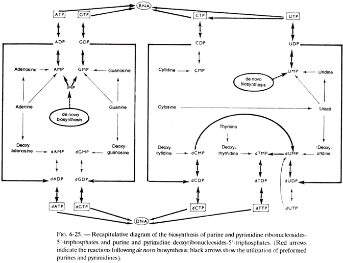 Biosynthesis of Purine and Pyrimidine