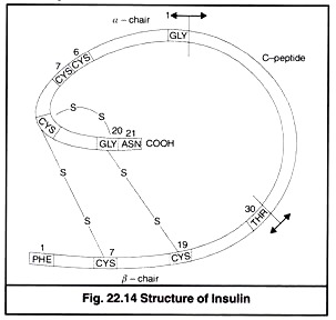 Structure of Insulin