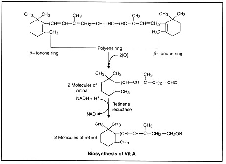 Biosynthesis of Vit A