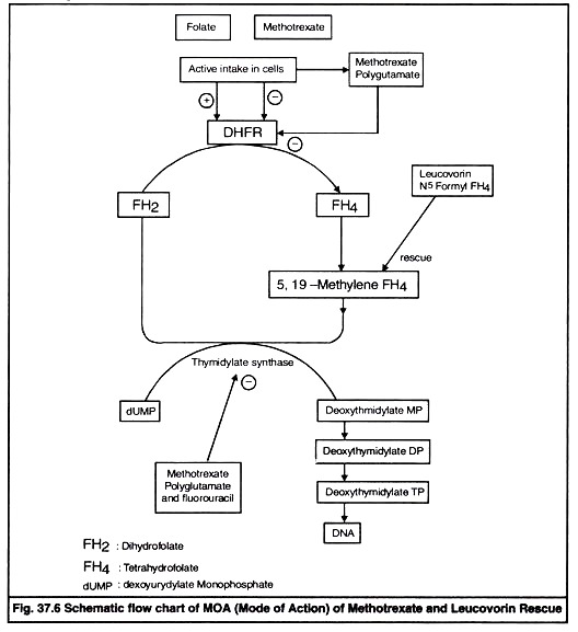 MOA of Methotrexate and Leucovorin Rescue