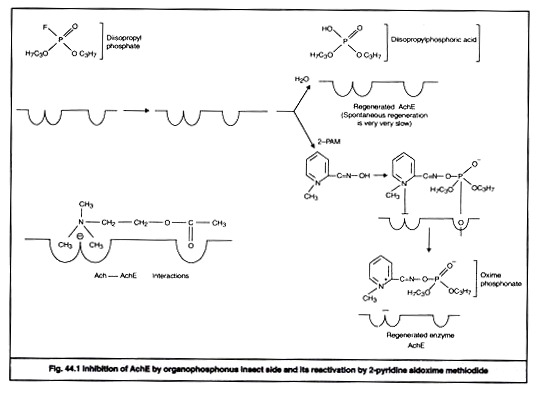 Inhibition of AchE