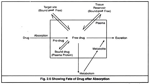 Fate of Drug After Absorption