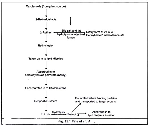 Fate of Vit A