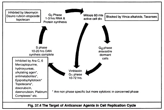 Target of Anticancer Agents in Cell Replication Cycle