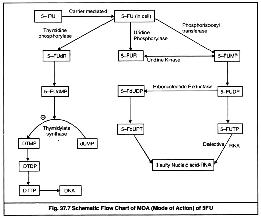 MOA of 5FU