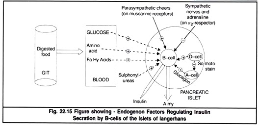 Endogenon Factors Regulating Insulin Secration