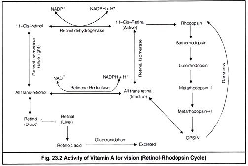 Activity of Vitamin A for Vision