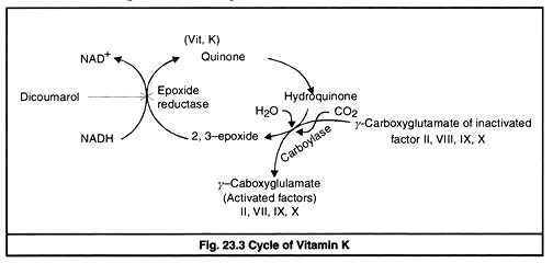 Cycle of Vitamin K