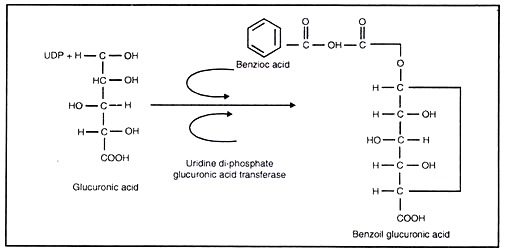 Example of Synthesis of Glucuronide