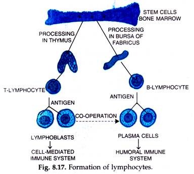 Formation of Lymphocytes