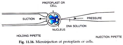 Microinjection of Protoplasts or Cells