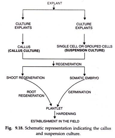 Callus and Suspension Culture