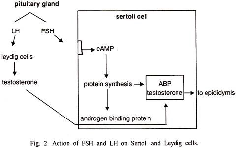 Action of FSH and LH on Sertoli and Leydig Cells