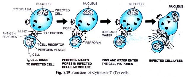 Function of Cytotoxic-T (Tc) Cells