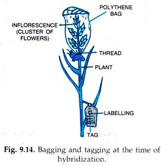 Bagging and Tagging at the Time of Hybridization