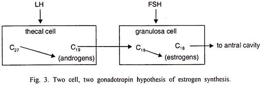 Two Cell, Two Gonadotropin Hypothesis of Estrogen Synthesis