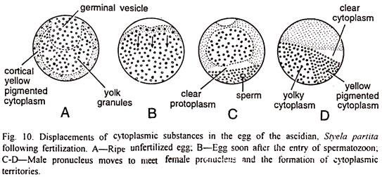 Post-Fertilization Changes in the Egg Cytoplasm