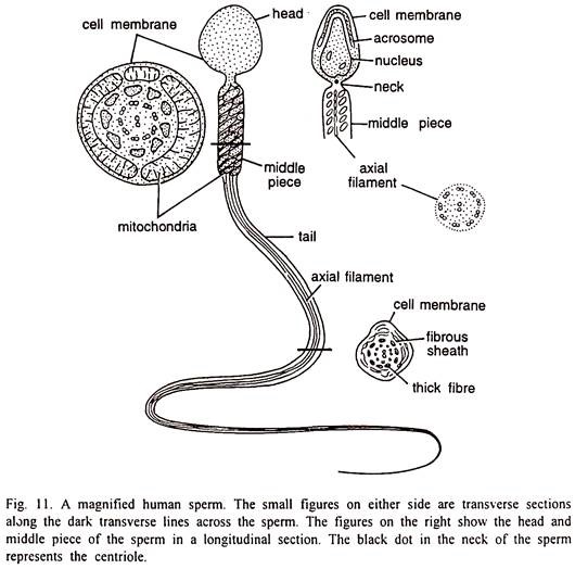 Magnified Human Sperm