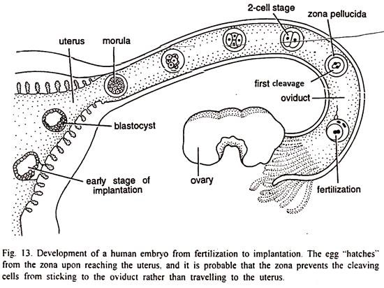 Development of a Human Embryo from Fertilization to Implantation