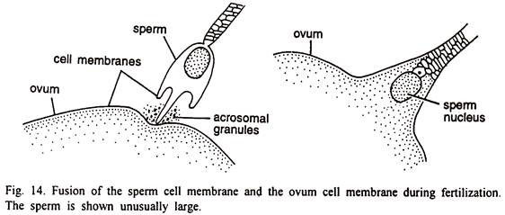 Fertilization