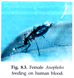 Female Anopheles Feeding on Human Blood