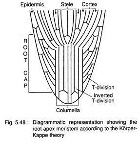 Root Apex Meristem