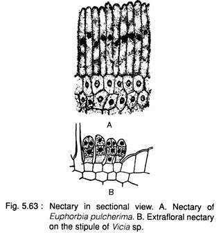 Nectary in Sectional View