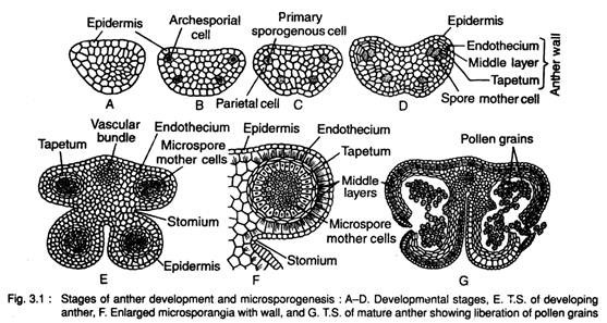 Stages of Anther Development and Microsporogenesis