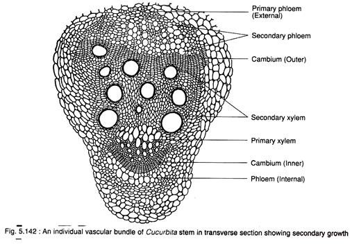 Individual Vascular Bundle of Cucurbita Stem