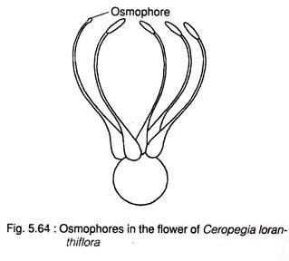 Osmophores in the Flower of Ceropegia Ioranthiflora