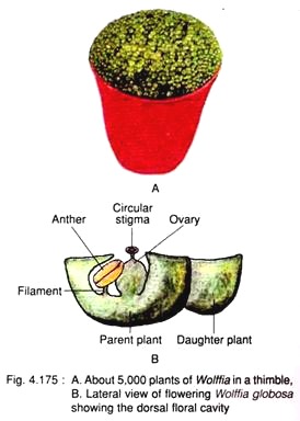 Plants of Wolffia in a Thimble and Flowering Wolffia Globosa