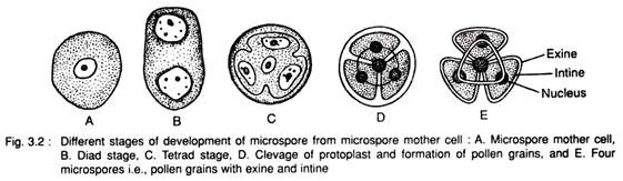 Different Stages of Development of Microspore