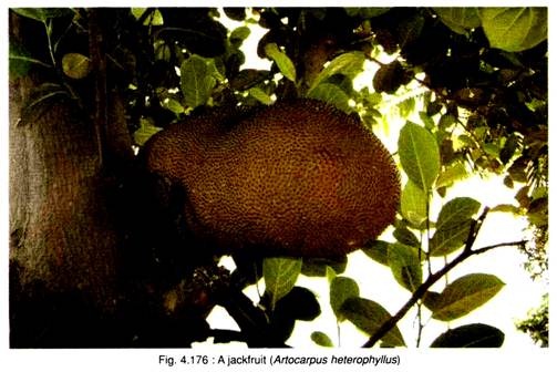 Jackfruit