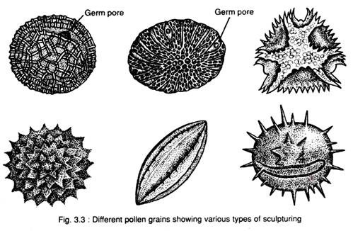 Different Pollen Grains