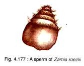 A sperm of Zamia roezili