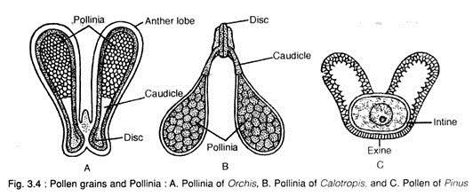 Pollen Grains and Pollinia