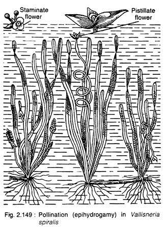 Pollination (Epihydrogam) in vallisneria Spiralis