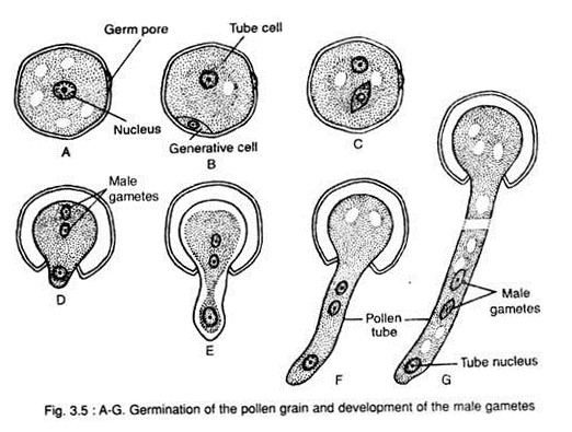 Germination of the Pollen Grain and Development of the Male Gametes