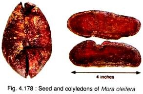 Seed and Colyledons of Mora Oleifera