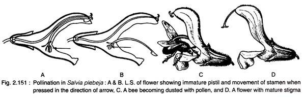 Pollination in Salvia Plebeja