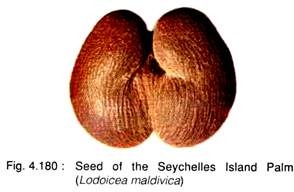 Seed ofthe Seychelles Island Palm