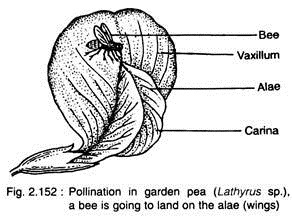 Pollination in Garden Pea