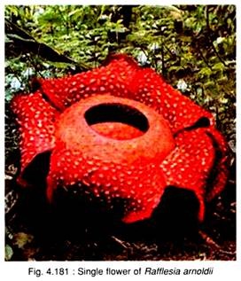 Single Flower of Rafflesia Arnoldii